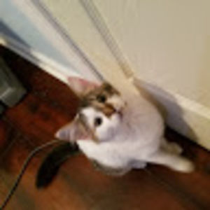 Meet your Posher, Savage jacob up in the hood